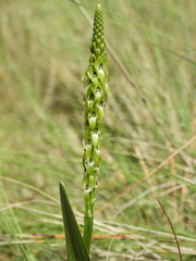 Malaxis streptopetala