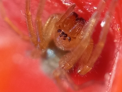 Cheiracanthium inclusum