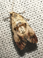 Neocochylis hybridella