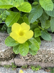 Pentalinon