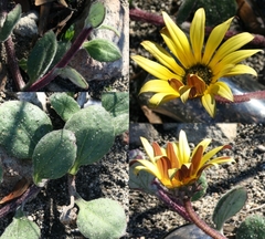 Arctotis angustifolia