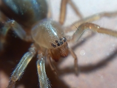 Cheiracanthium inclusum