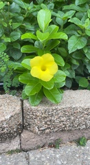 Pentalinon