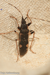 Dieuches armatipes