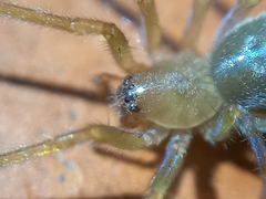 Cheiracanthium inclusum