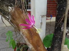 Passiflora tarapotina