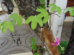 Passiflora tarapotina
