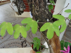 Passiflora tarapotina