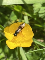 Pyrophaena granditarsis