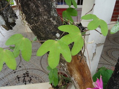 Passiflora tarapotina