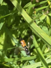 Pyrophaena granditarsis