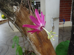 Passiflora tarapotina