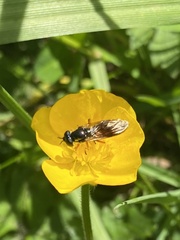 Pyrophaena granditarsis