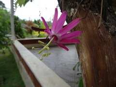 Passiflora tarapotina