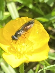 Pyrophaena granditarsis