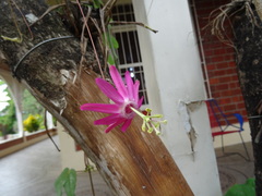 Passiflora tarapotina