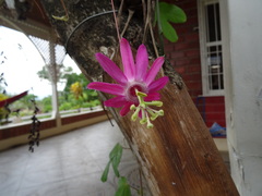 Passiflora tarapotina