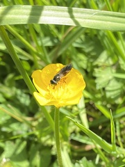 Pyrophaena granditarsis