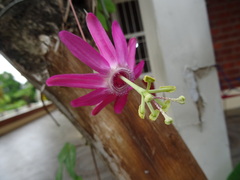 Passiflora tarapotina