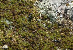 Camponotus saxatilis