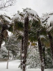 Trachycarpus fortunei