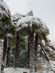 Trachycarpus fortunei