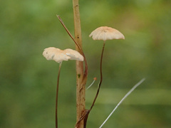 Marasmius curreyi