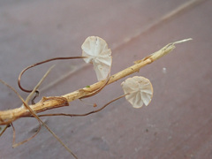 Marasmius curreyi