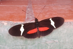 Heliconius clysonymus