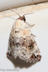 Coccidiphaga scitula