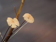 Marasmius curreyi