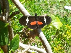 Heliconius clysonymus