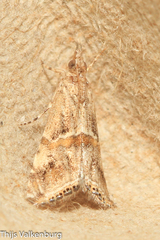 Euchromius cambridgei