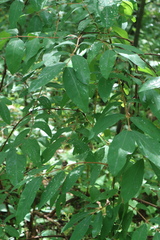 Lonicera caerulea