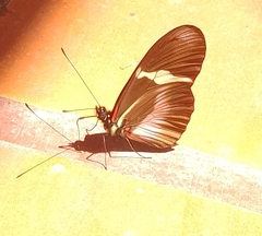 Heliconius clysonymus