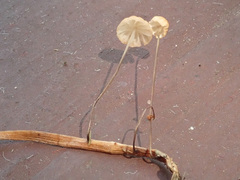 Marasmius curreyi