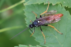 Amblyjoppa fuscipennis