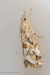 Euchromius cambridgei