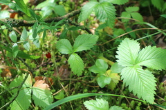 Fragaria vesca