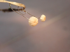 Marasmius curreyi