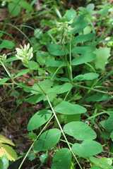 Astragalus glycyphyllos