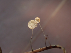 Marasmius curreyi