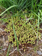 Illecebrum verticillatum