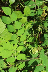 Astragalus glycyphyllos