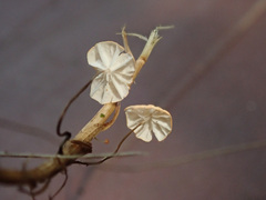 Marasmius curreyi