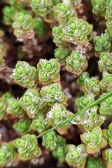 Illecebrum verticillatum