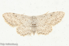 Idaea incisaria