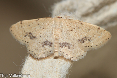 Idaea belemiata
