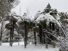 Trachycarpus fortunei