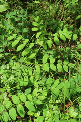 Astragalus glycyphyllos